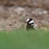 Skrivan obojkovy - Eremopterix nigriceps - Black-crowned Sparrow-Lark 3482